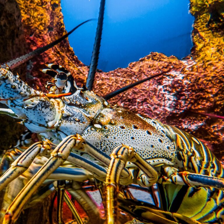 26-colorful-lobster-New-Providence-Island-Nassau-Bahamas